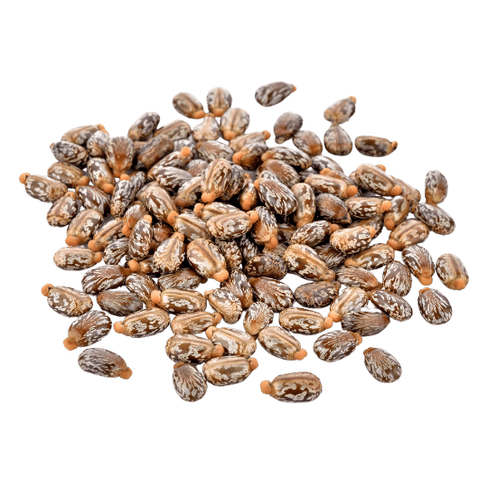 Castor Seeds Machine Cleaned High Oil Yield | High-Quality Bulk Supplier | Lineark Global Export. Custom packaging options available